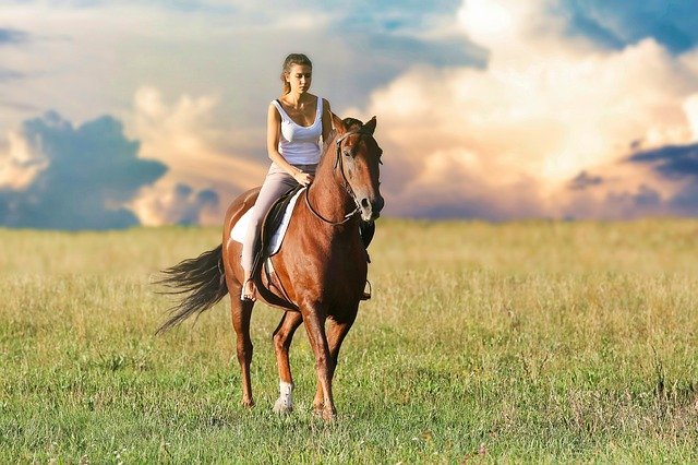 The Hidden Costs of Horse Ownership