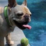 Facts You May Have Missed About Dogs Equipment and Experiences in Water